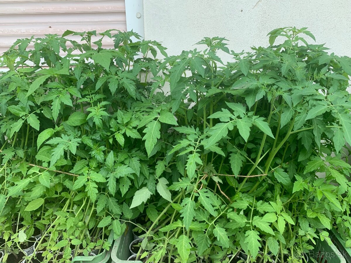 AKCIA predam priesady paradajok len za 0,50Eur kus
