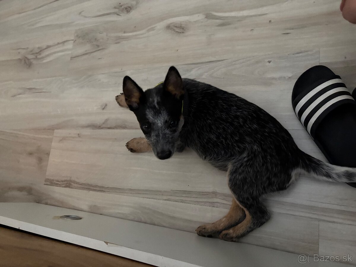 Australský cattle dog