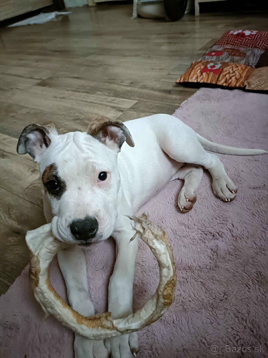 Predám fenku Amstaff, americký stafordšírský teriér