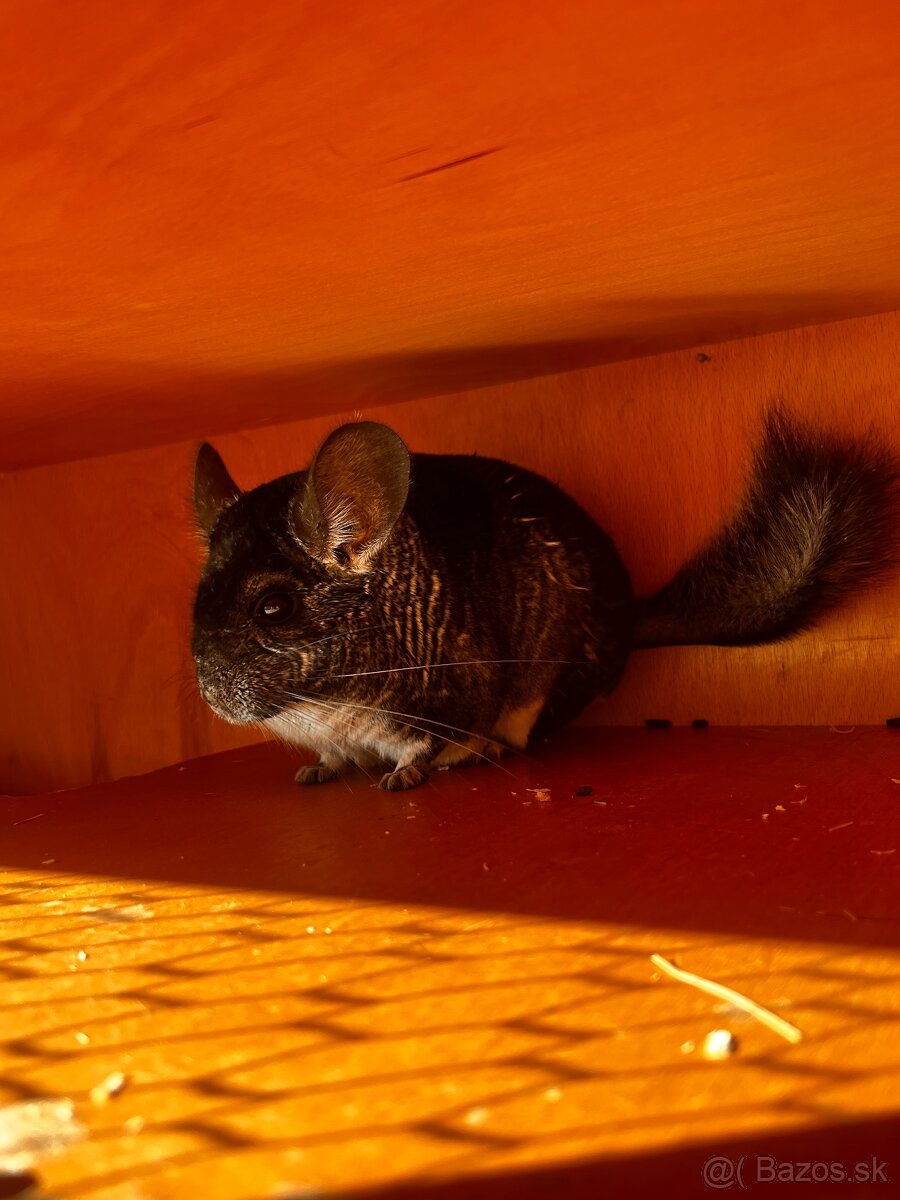 Predám Činčilu REZEROVANÉ VŠETKY