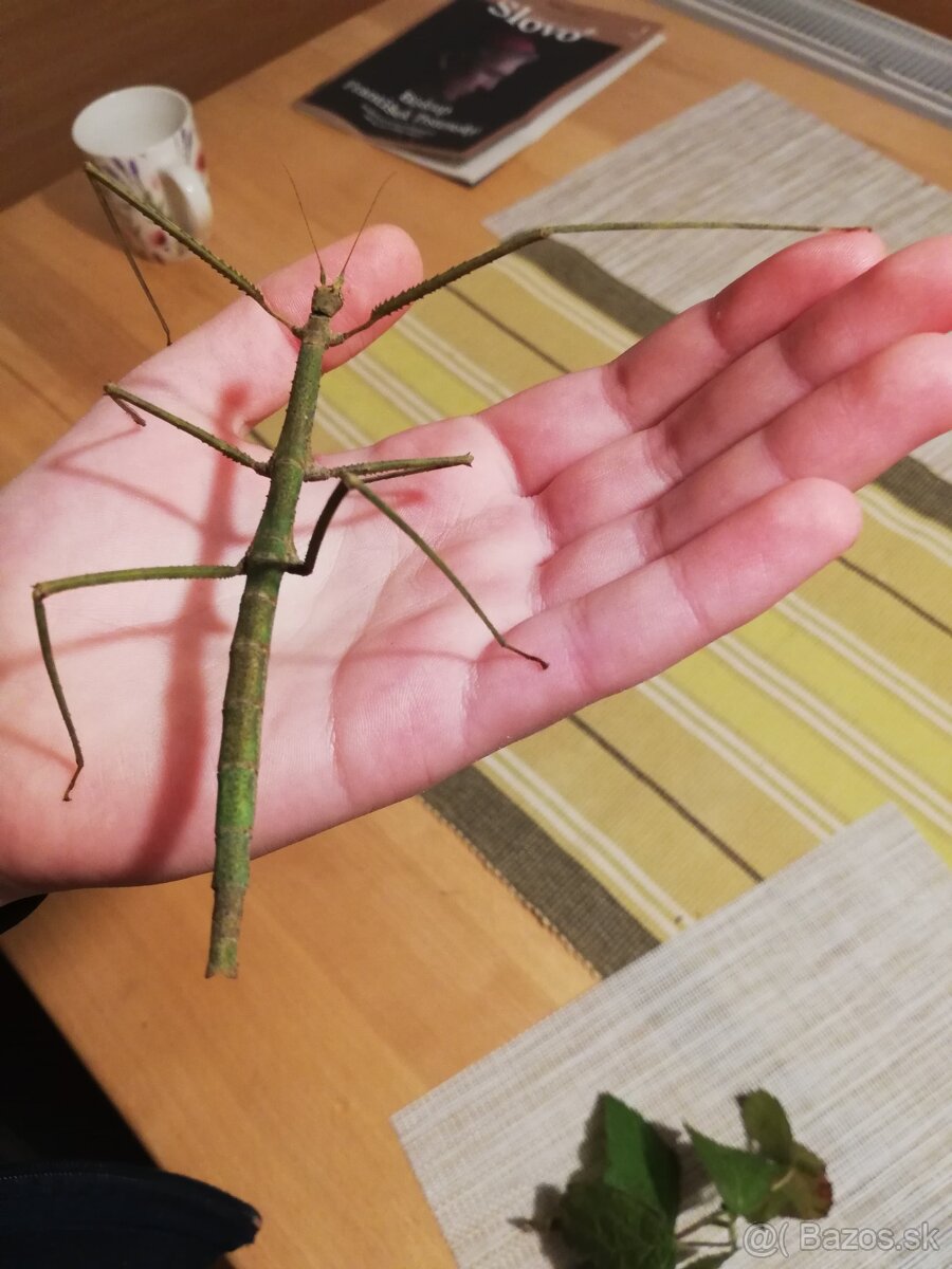 Pakobylka rozkatá Medauroidea extradentata,