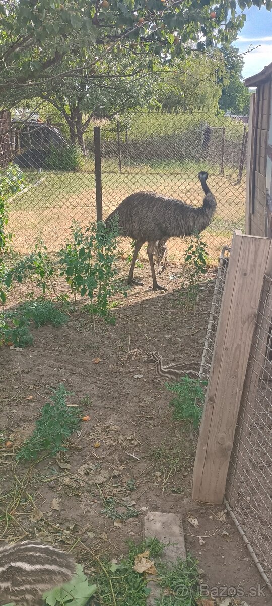 Predám Emu