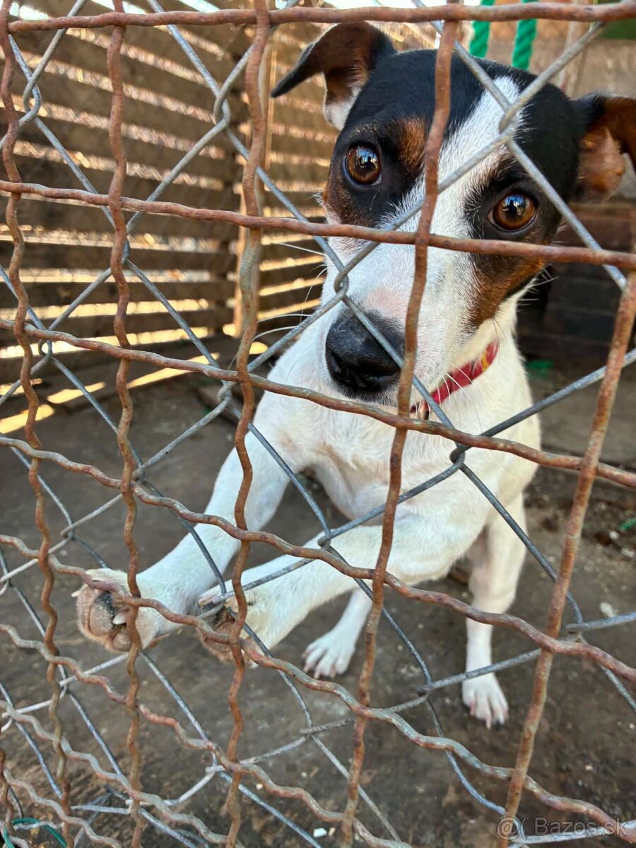 Jack Russell terier