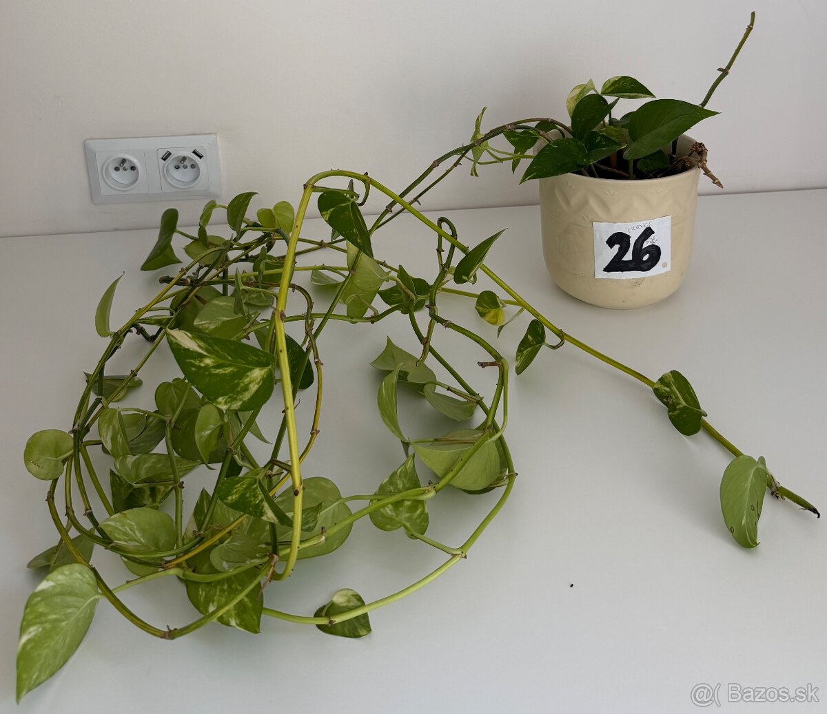 Predám izbovú rastlinu Epipremnum č.26 za 5€