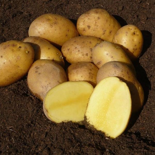Sadbové zemiaky AGRIA