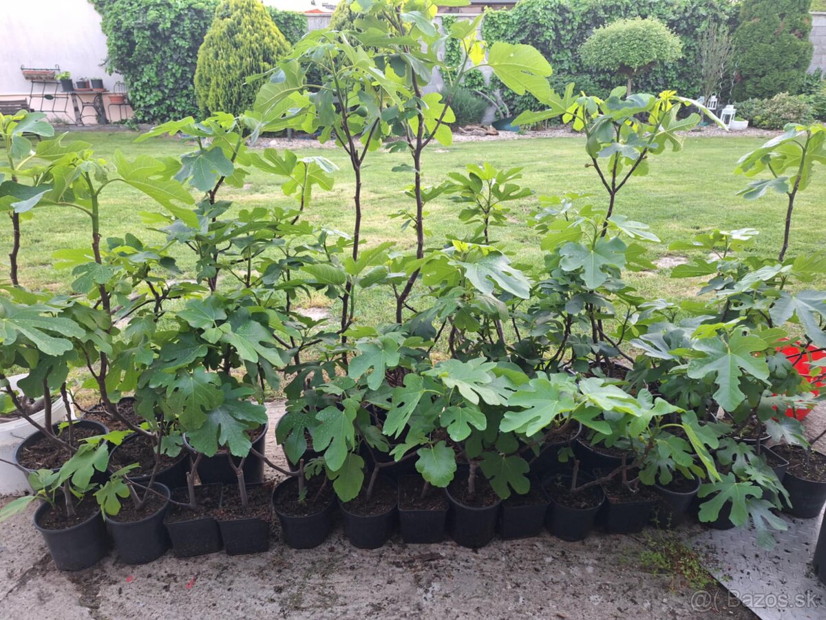 Predam 2,3 ročné zakorenené figovníky