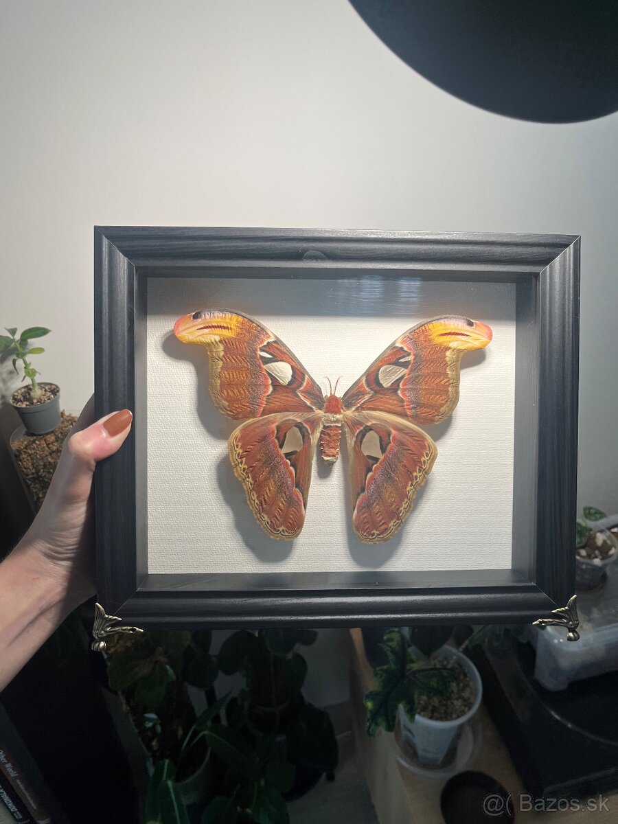 Preparovany motýľ rámovaný Attacus atlas