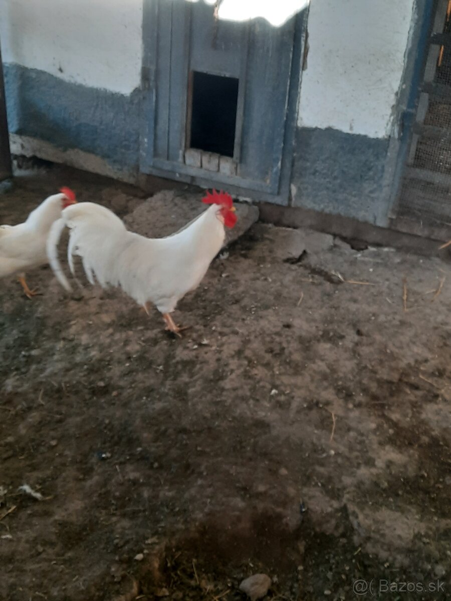 Leghorn