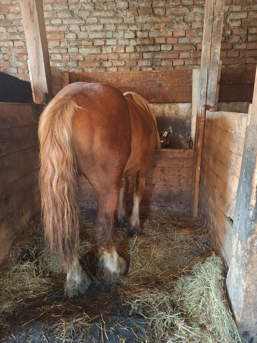 Predám tazneho zrebceka