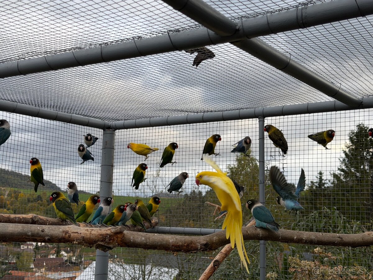 Agapornis škraboškový