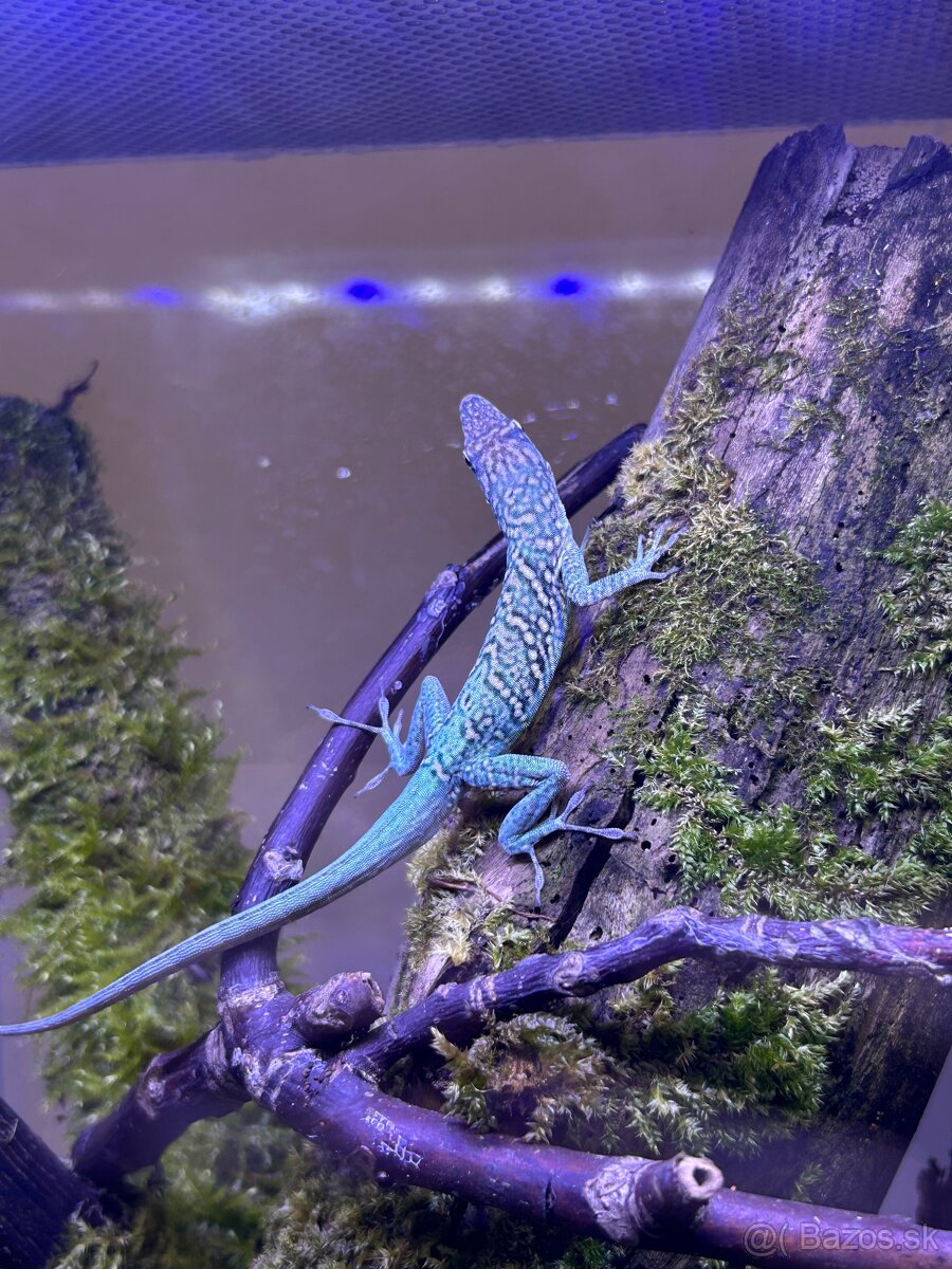 Anolis roquet Le Diamant Martinique