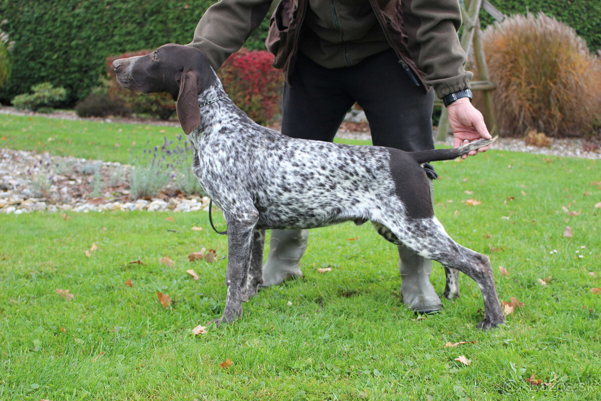 Německý krátkosrstý stavač