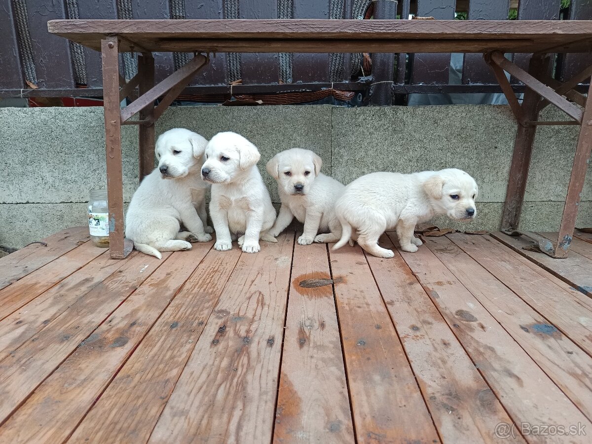 Labradorsky retriever