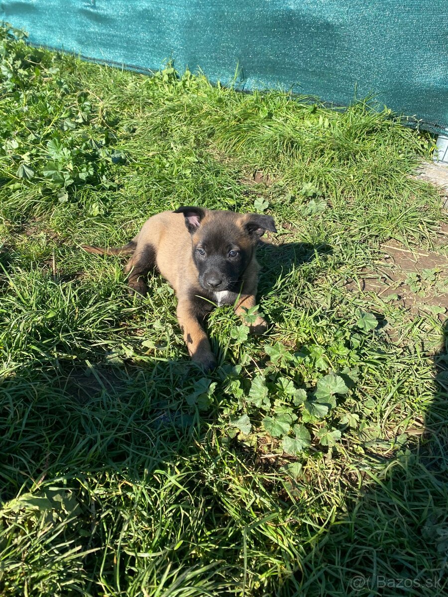 Belgický ovčiak,  Cross , Nemecký ovčiak