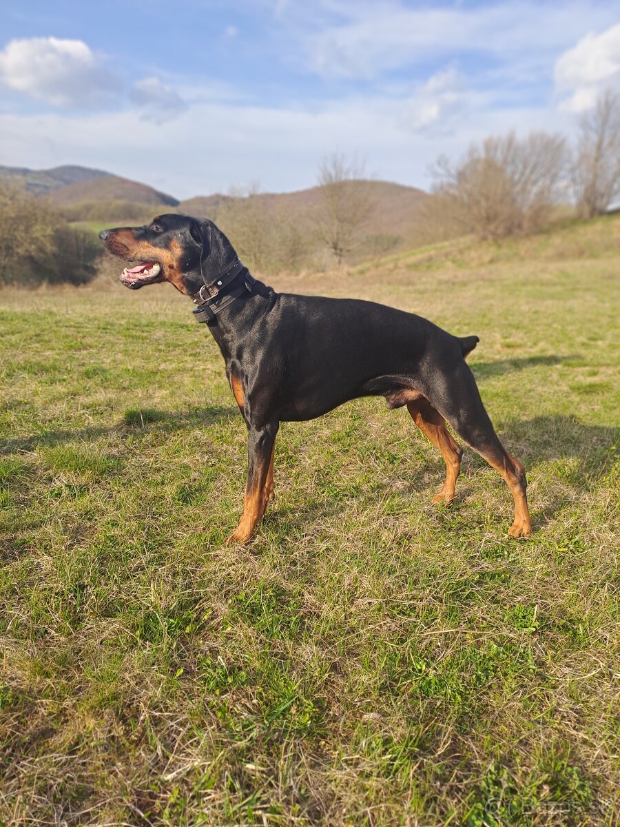 Doberman-krytie