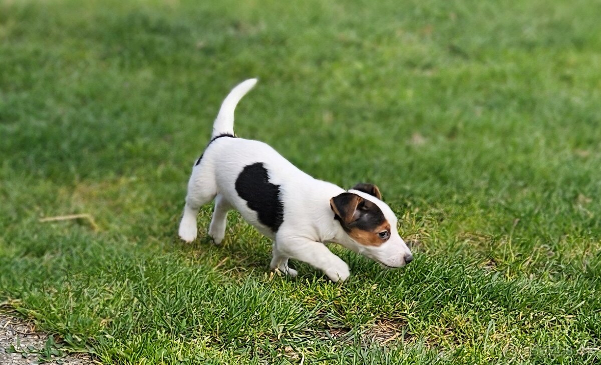 Jrt