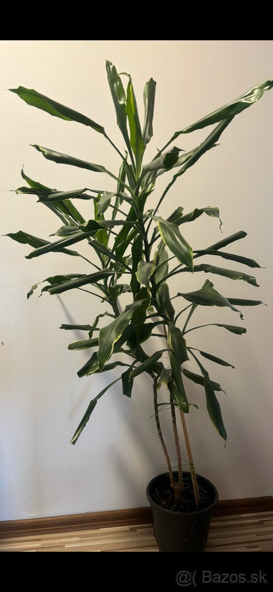dracena