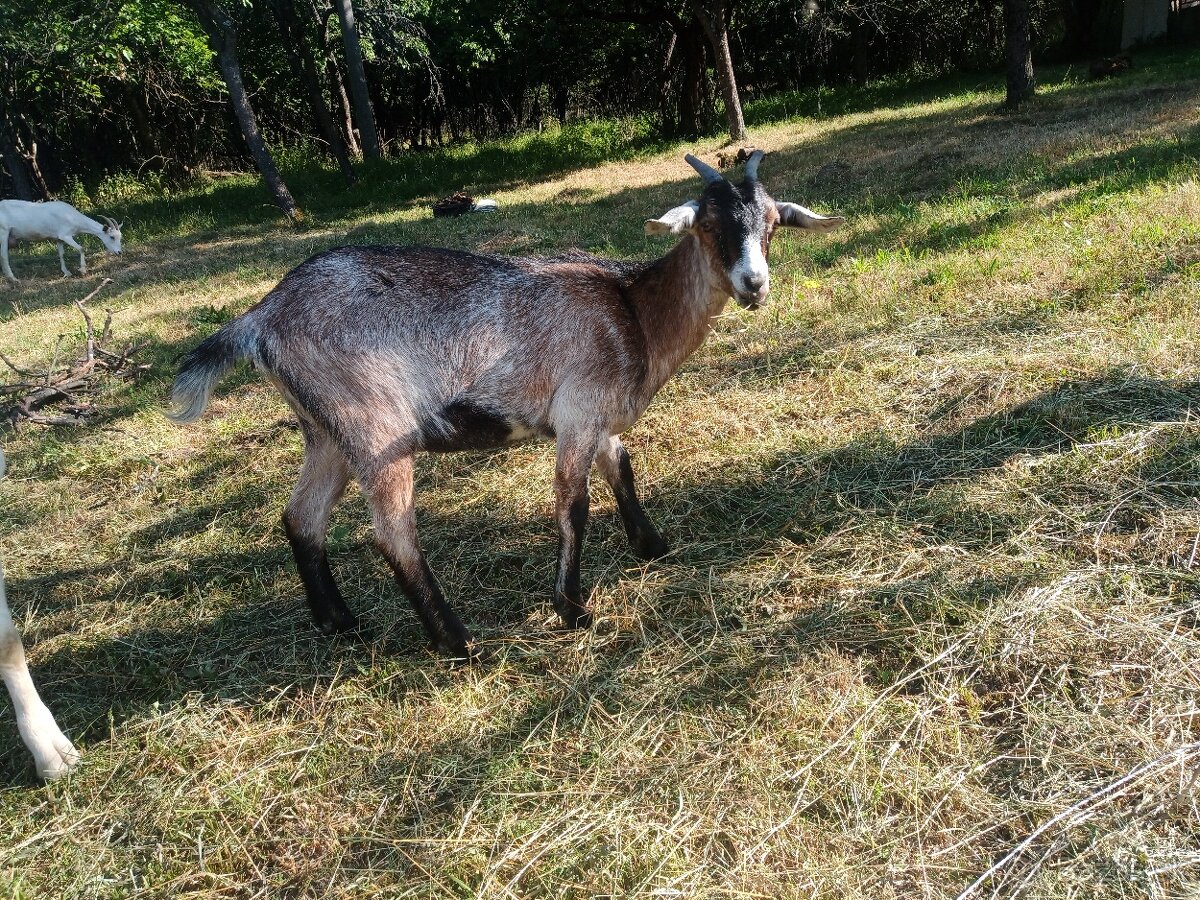 Mladá kozička