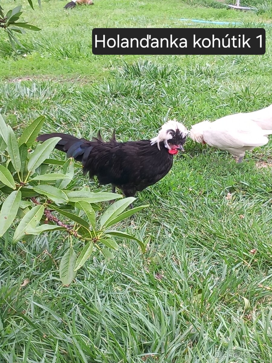 Kohútiky predaj - Holaďanka, Milferka a mix