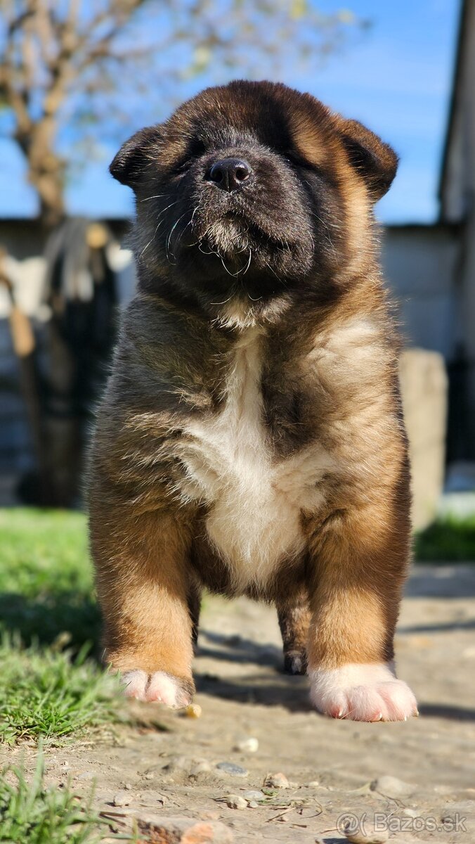 Americká akita