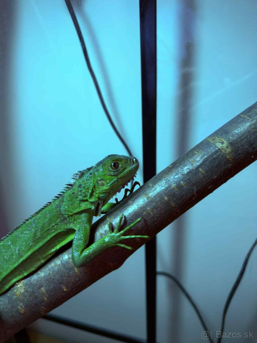 🦎 Predám leguána zeleného