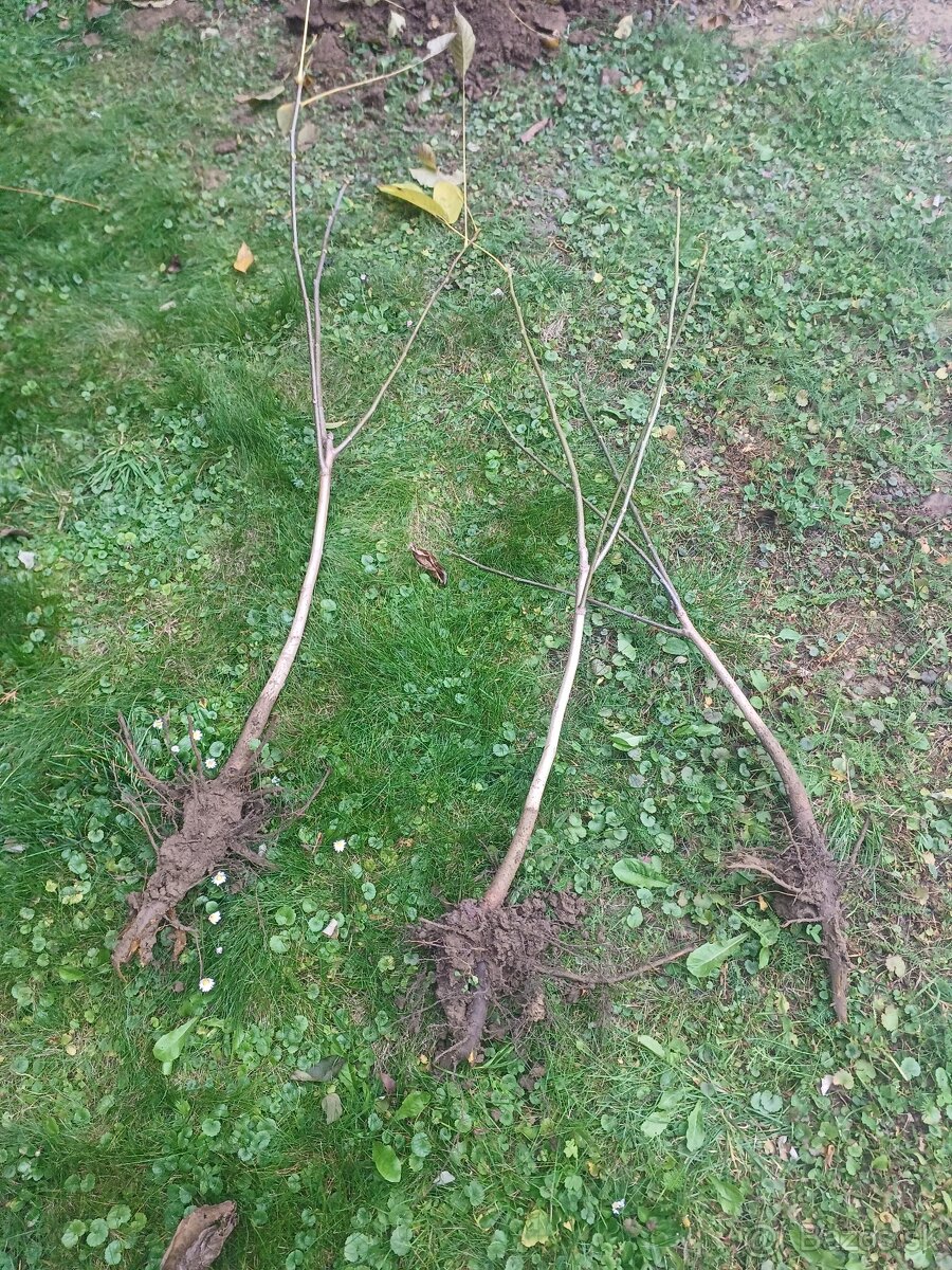vlašské orechové stromčeky