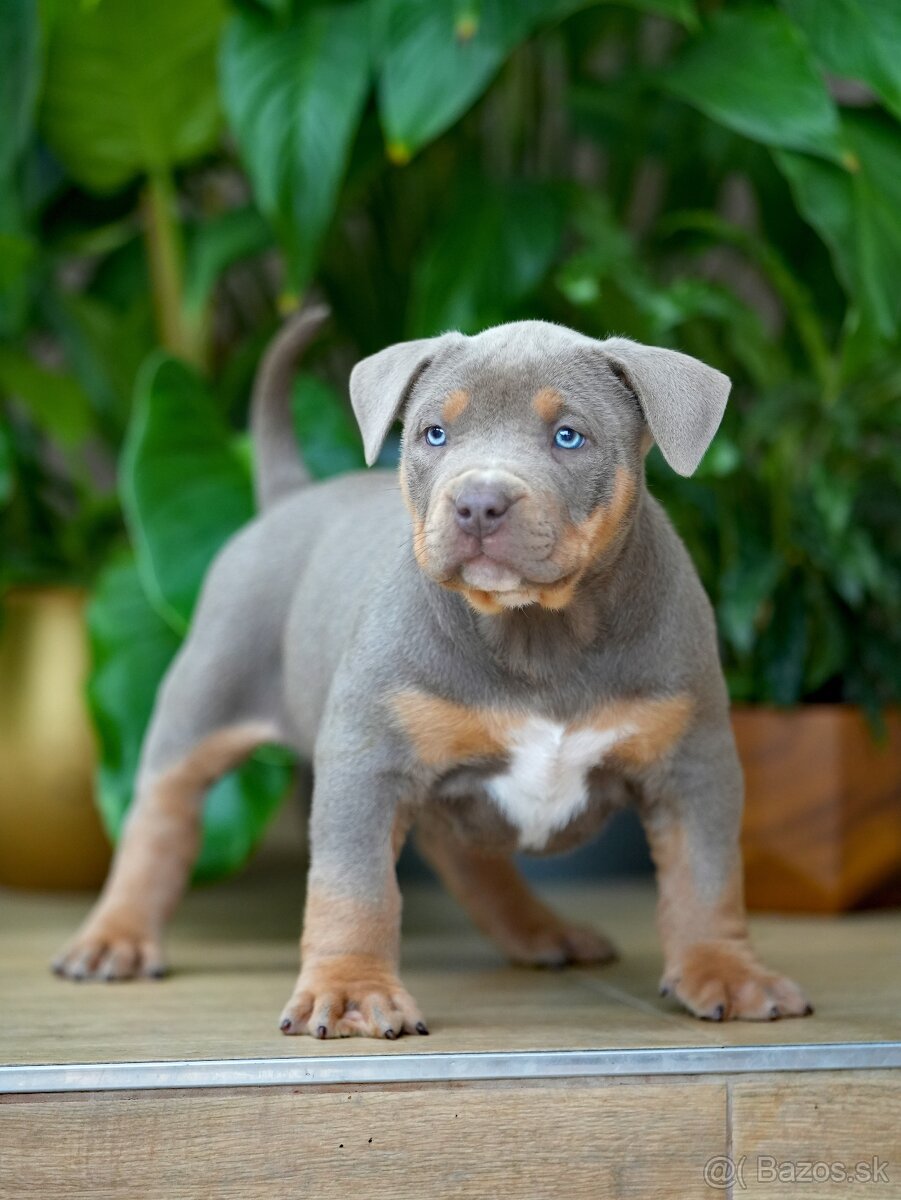 American Bully XL/XXL
