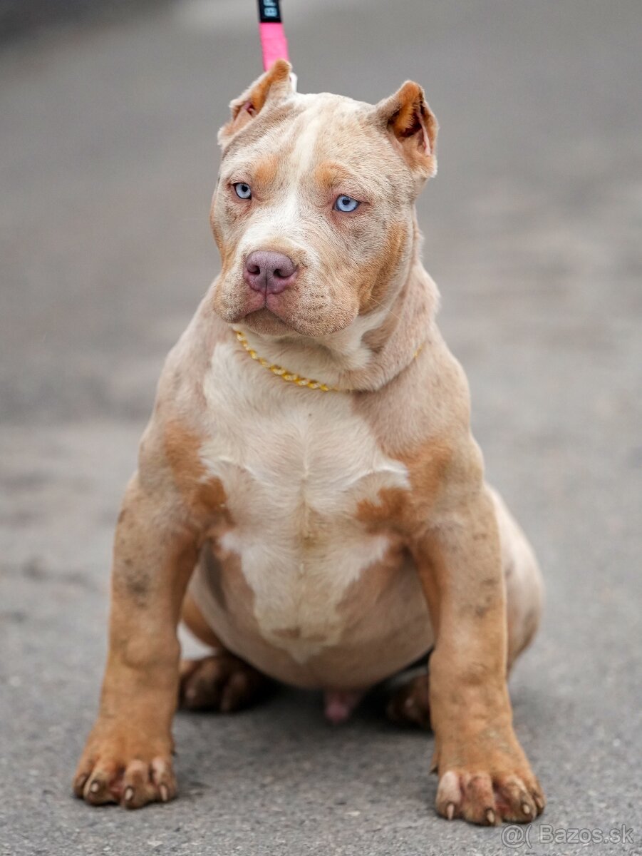 American Bully XL/XXL