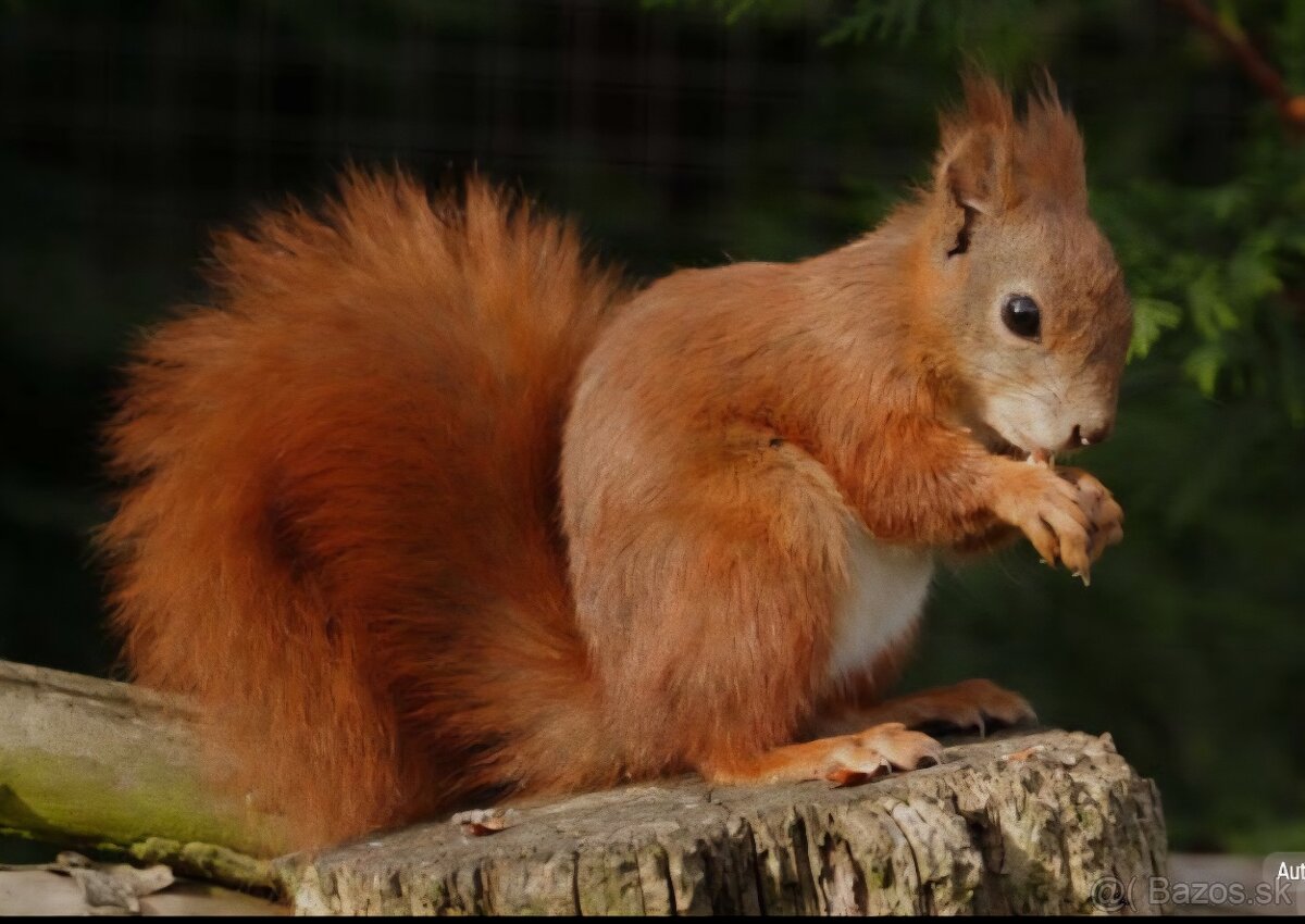 Veverička obyčajná 1,0