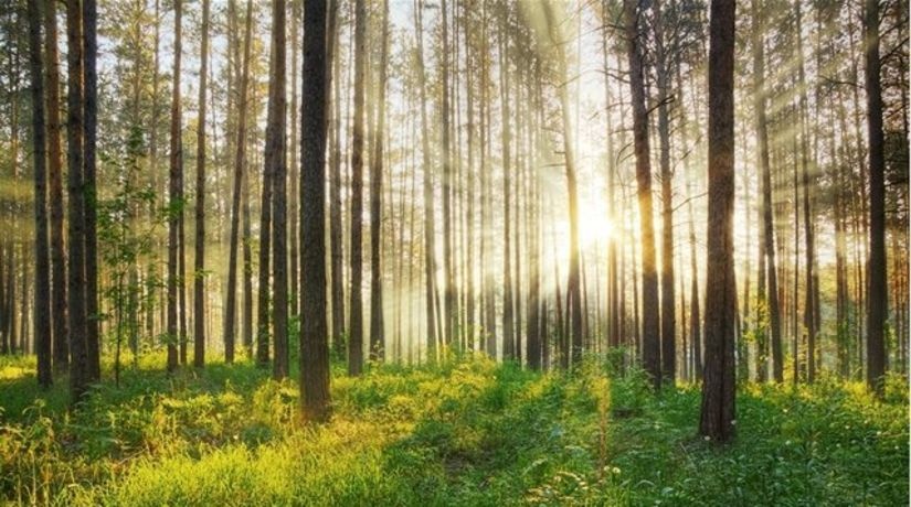 Spoluvlastnícke podiely v lesnom spoločenstve Bodiná