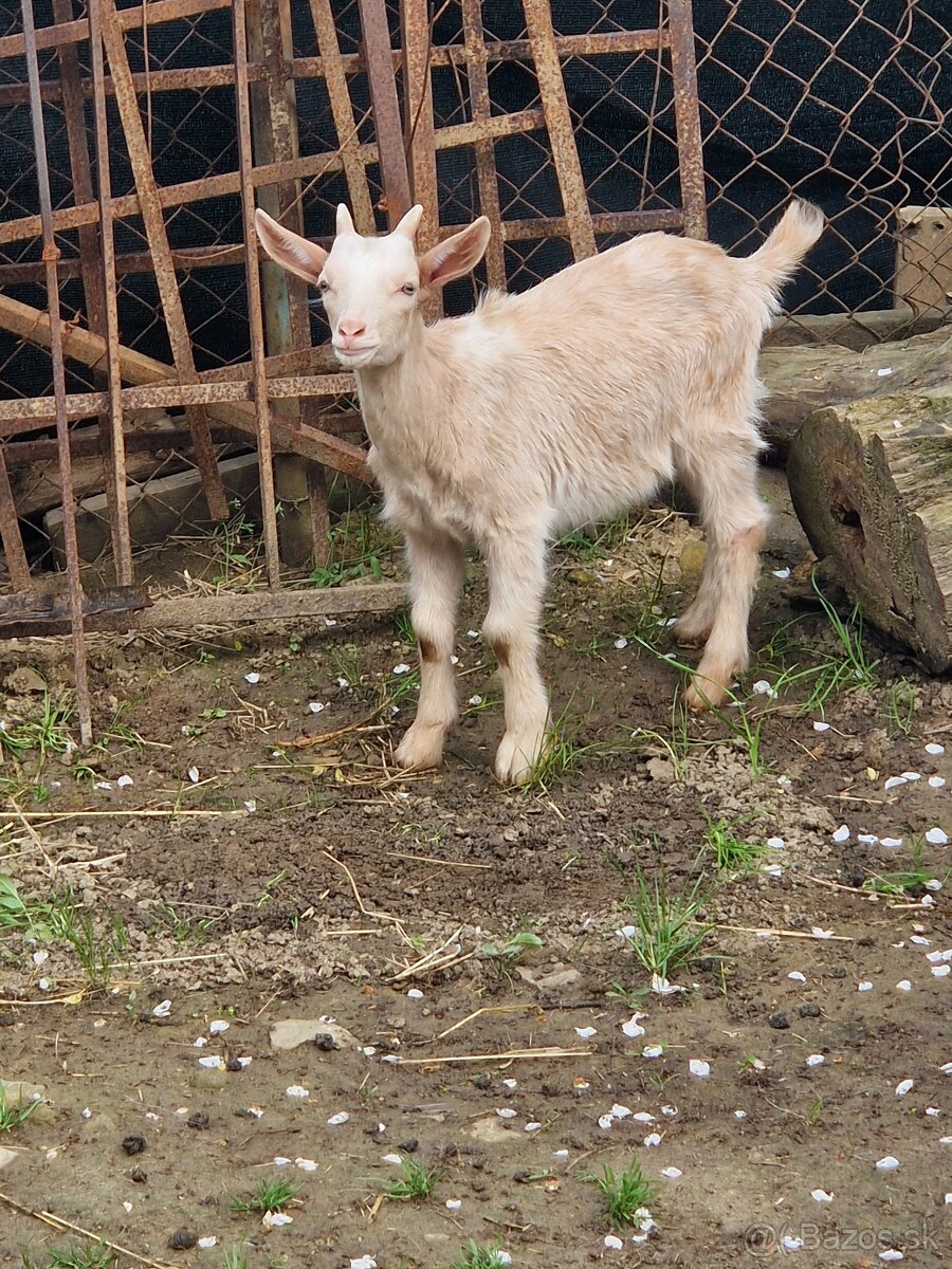 Capko