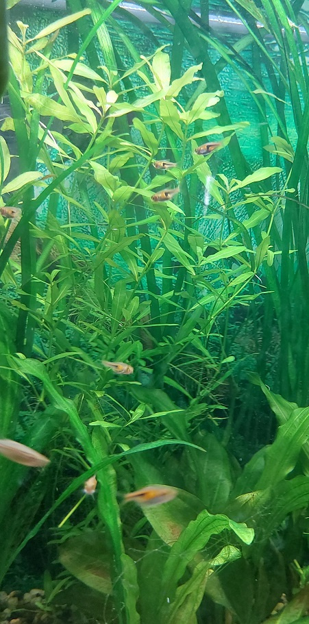 Akvariné rastliny - Hygrophila polysperma