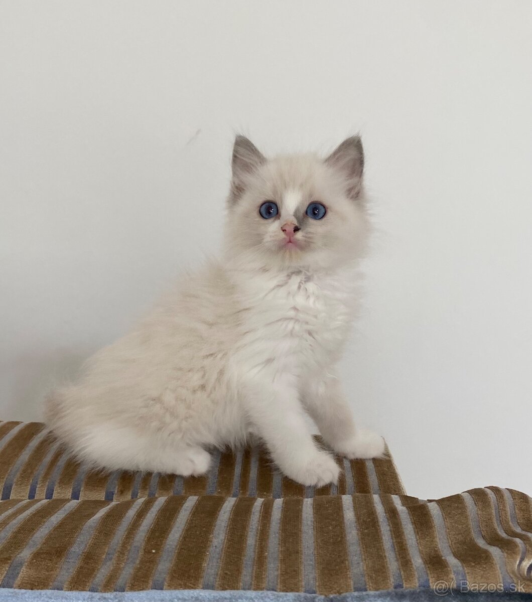 Ragdoll kocur