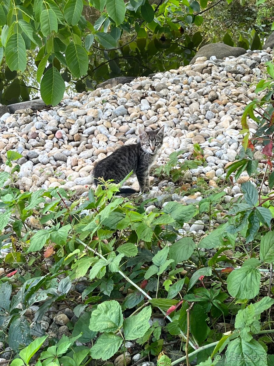 Mačiatka