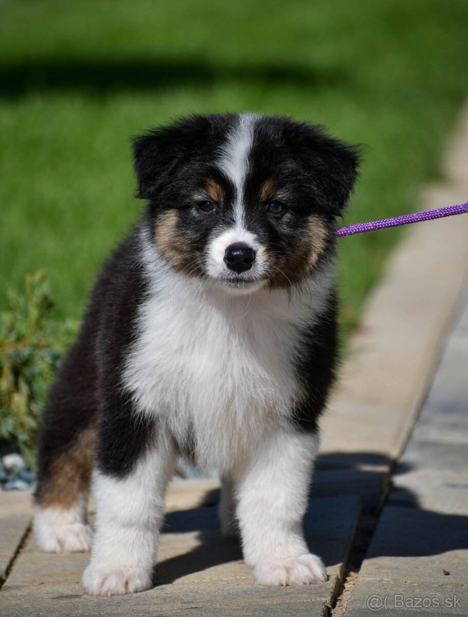 Austrálsky ovčiak-šteniatko