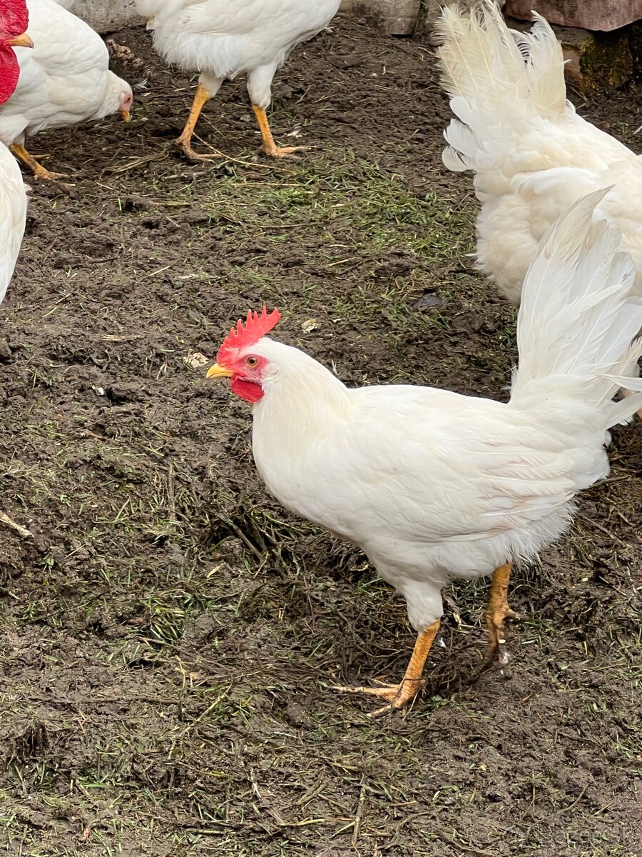 Leghorn