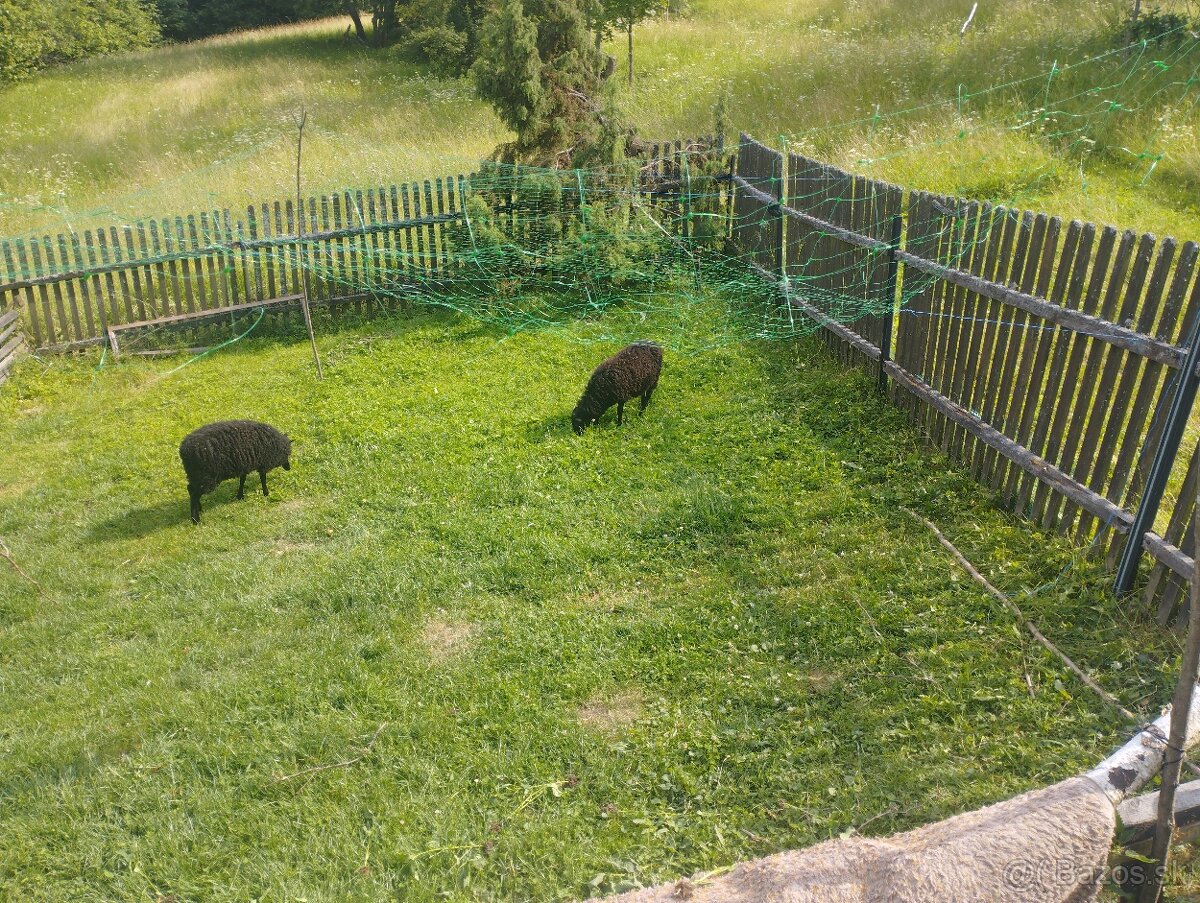 Občas vresova