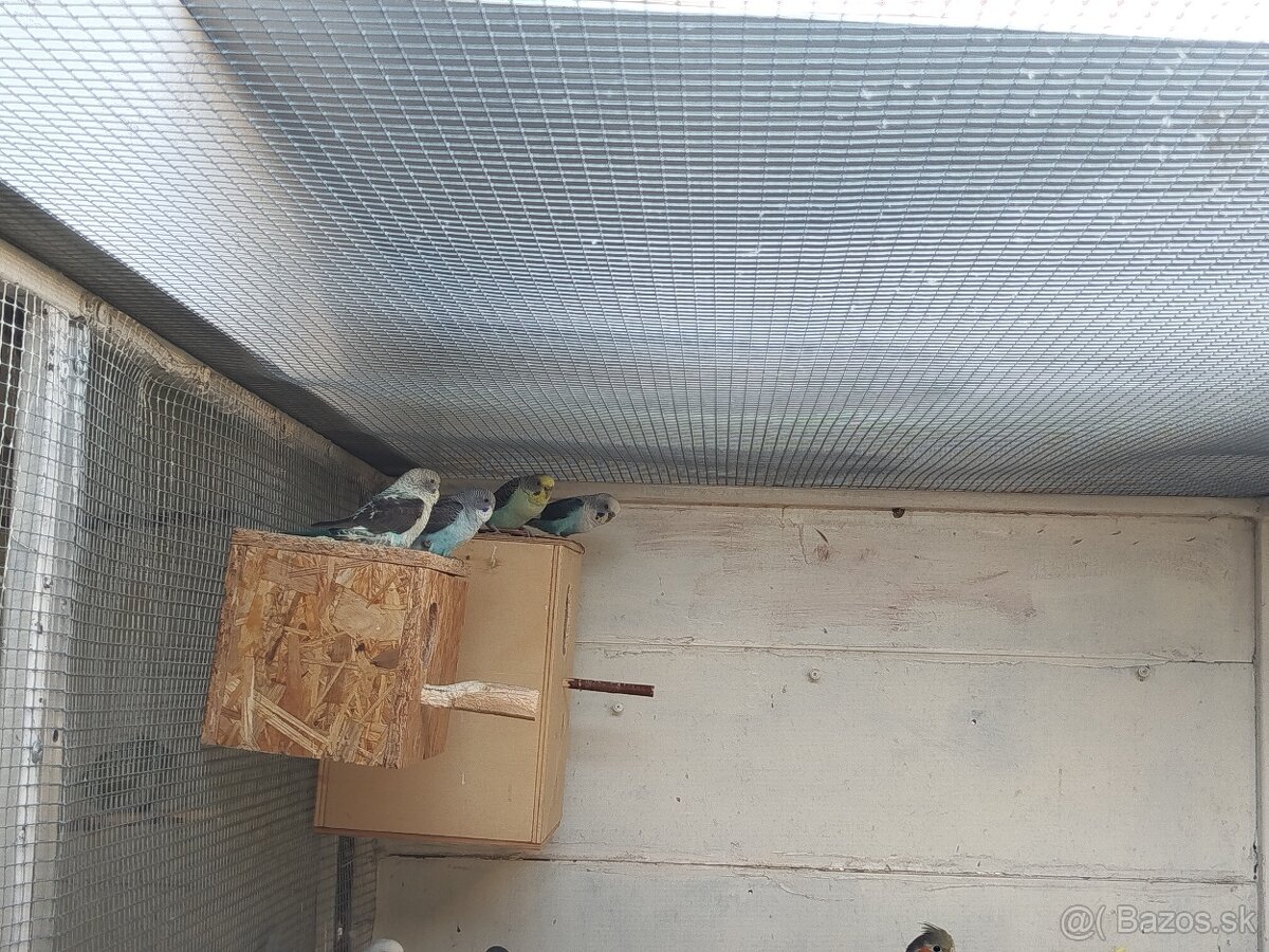 Andulka blackwings,ciernokrydla