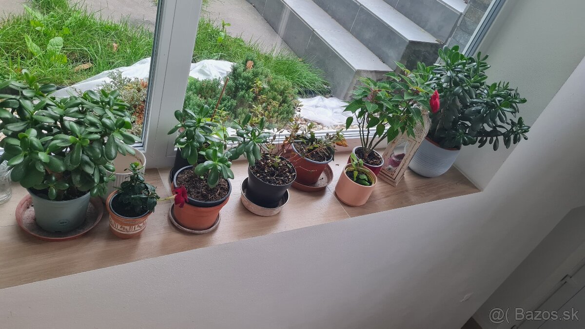 Predam tučnolist crassula