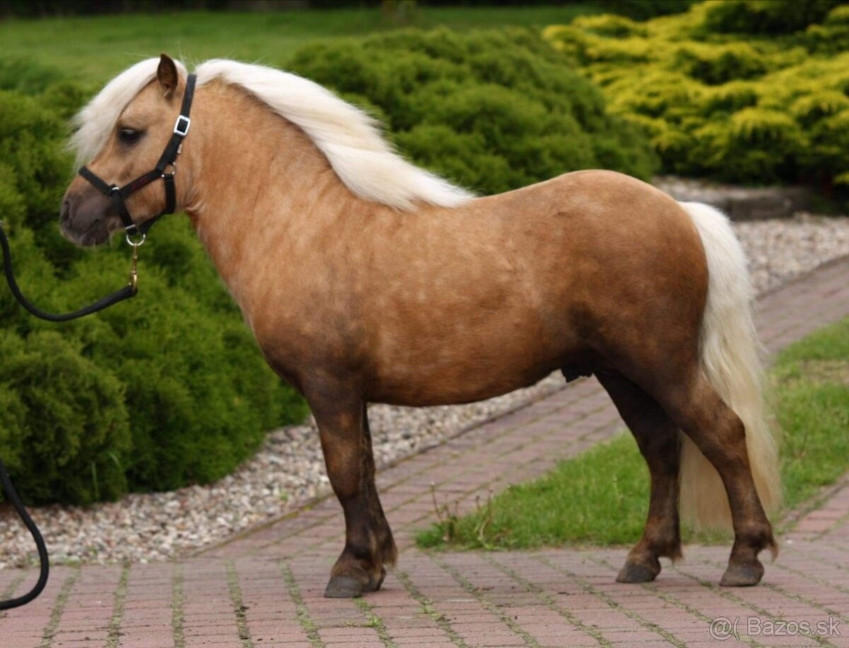 Pripustanie shetland s pp