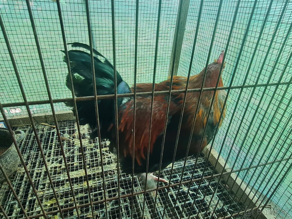 Kohut