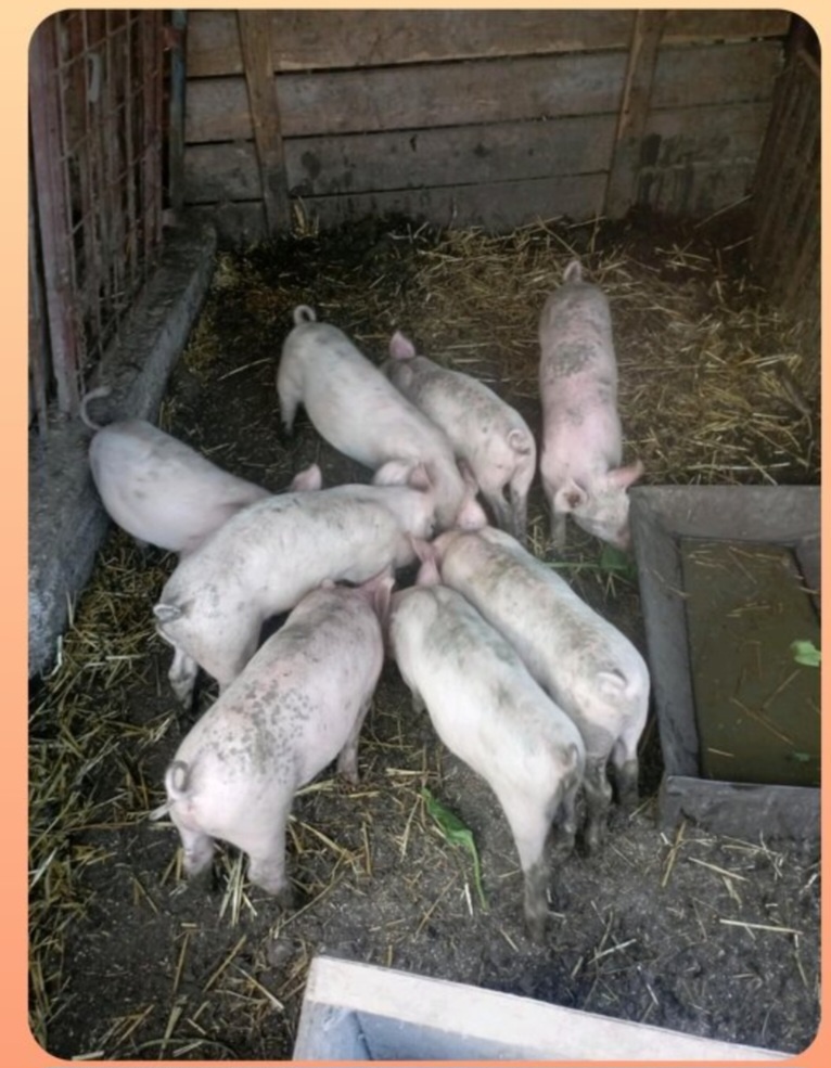 Predám odstavčatá