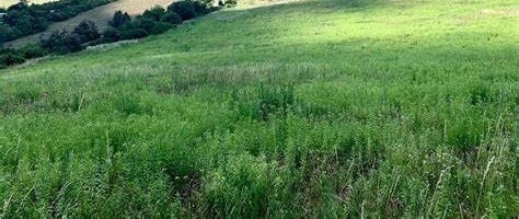 NITRA - Chrenová /......