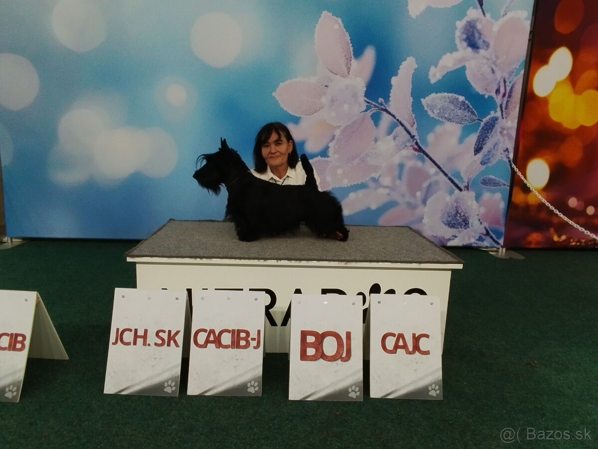 Scottish terrier - škotský teriér