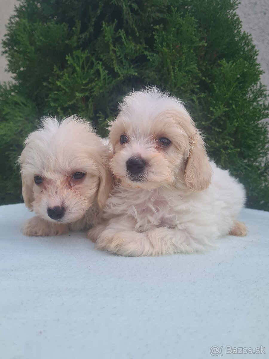 Maltipoo