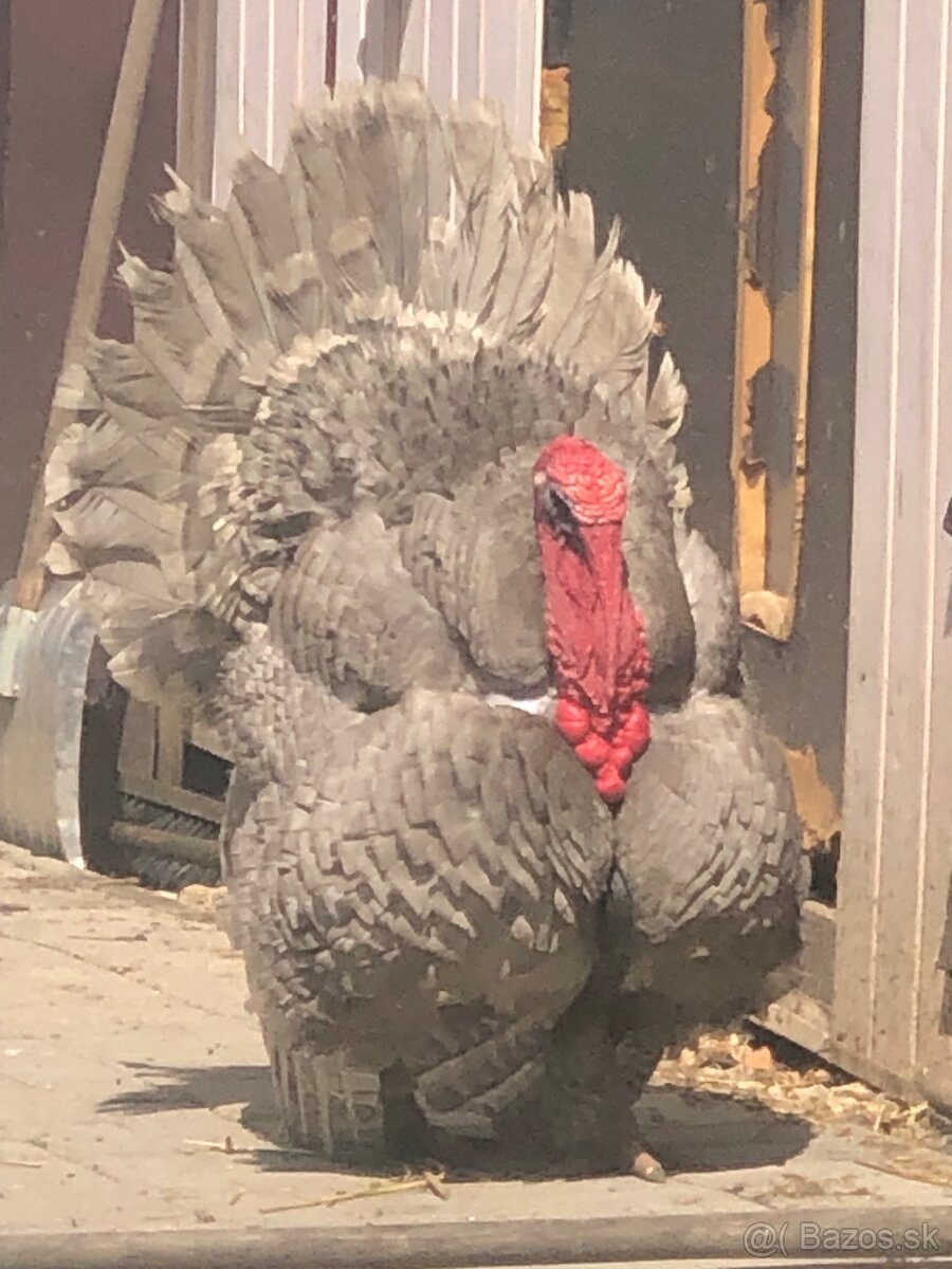 Morka Česká šedá bielolemovaná predaj