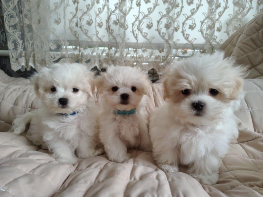 Maltipoo mini