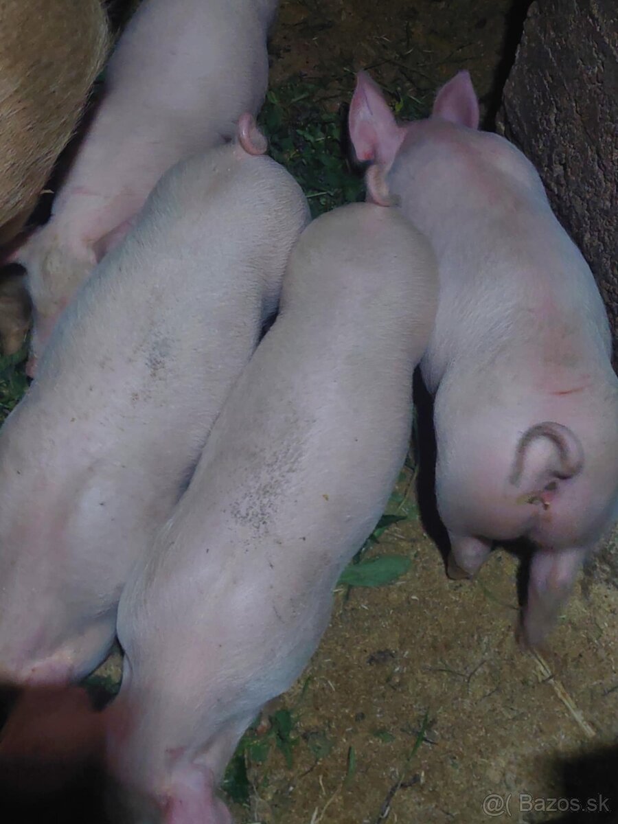 Predam prasata