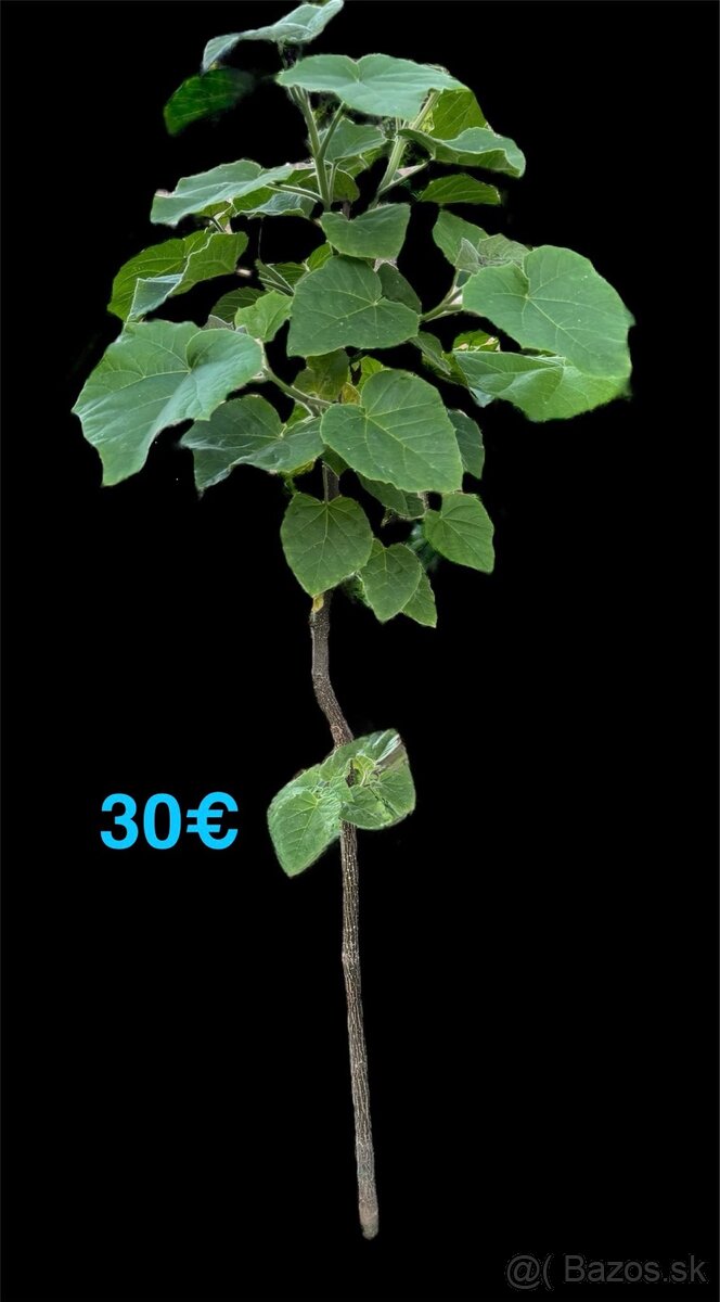 Paulownia(cisársky)strom