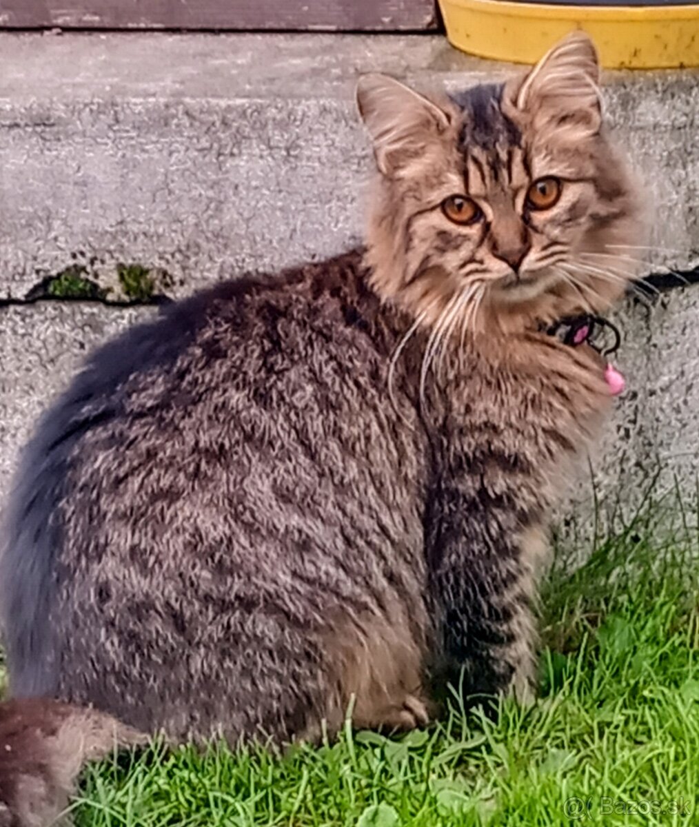 Mainska myvalia